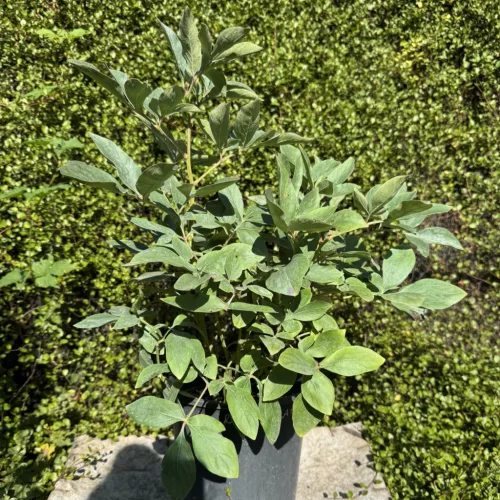 Paeonia lactiflora 'Red Sarah Bernhardt'