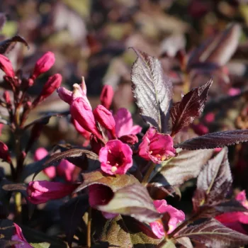   Weigela florida 'Minor Black' - Rózsalonc K2 20/40