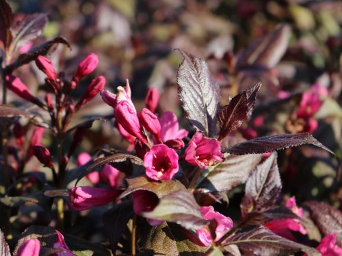 Rózsalonc - Weigela florida 'Minor Black'