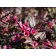 Rózsalonc - Weigela florida 'Minor Black'