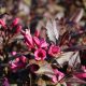 Rózsalonc - Weigela florida 'Minor Black'