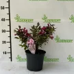 Weigela florida 'Minor Black' - Rózsalonc K2 20/40