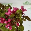 Weigela florida 'Minor Black' - Rózsalonc K2 20/40