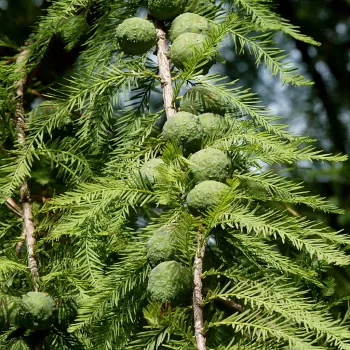 Mocsári ciprus - Taxodium distichum