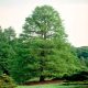 Mocsári ciprus - Taxodium distichum