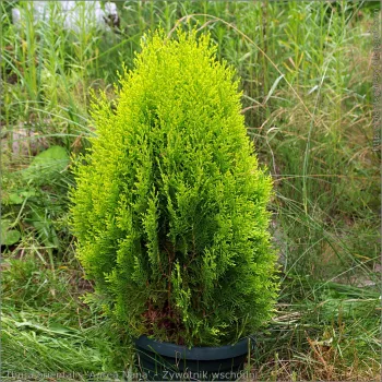 Keleti tuja - Thuja orientalis 'Aurea Nana'