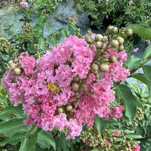 Kínai selyemmirtusz - Lagerstroemia ‘Seaburn’