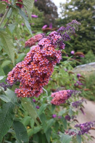 Kékes-lilás virágú nyáriorgona  - Buddleja weyeriana 'Flower Power'