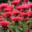 Méhbalzsam - Monarda didyma 'Cambridge Scarlet'