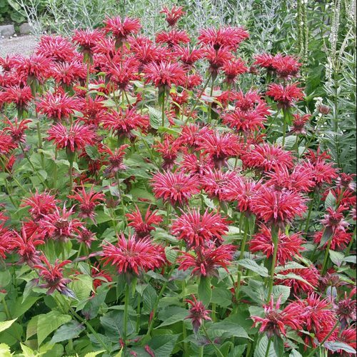 Méhbalzsam - Monarda didyma 'Cambridge Scarlet'