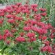 Méhbalzsam - Monarda didyma 'Cambridge Scarlet'