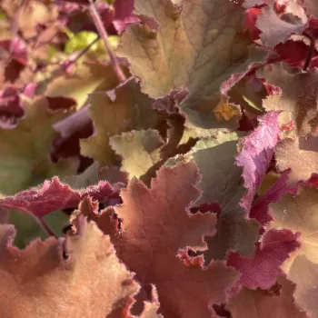 Heuchera 'Kassandra' – Tűzeső D14