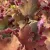Heuchera 'Kassandra' – Tűzeső D14