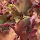 Heuchera 'Kassandra' – Tűzeső D14