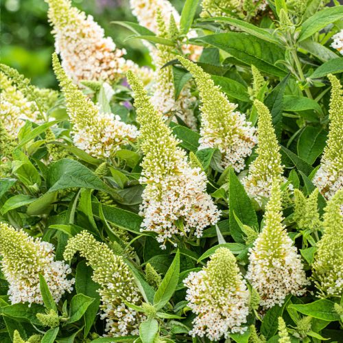 Törpe nyáriorgona - Buddleja davidii 'Butterfly Candy Little White'