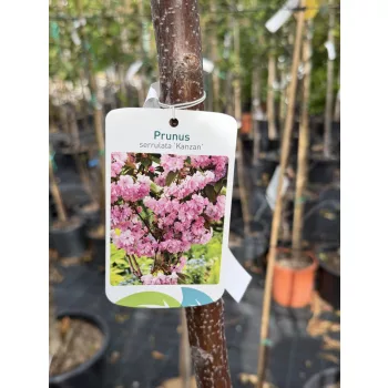   Prunus serrulata 'Kanzan' – japán díszcseresznye K20 8/10 T200/220