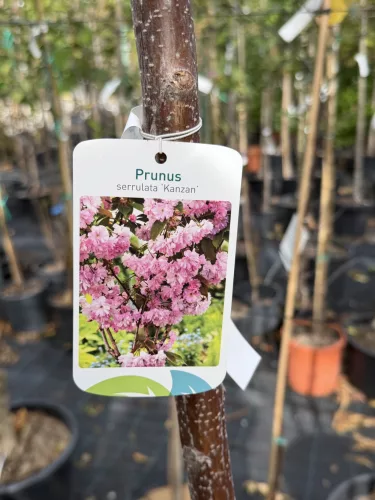 Prunus serrulata 'Kanzan' – japán díszcseresznye K20 8/10 T200/220