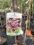 Prunus serrulata 'Kanzan' – japán díszcseresznye K20 8/10 T200/220