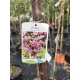 Prunus serrulata 'Kanzan' – japán díszcseresznye K20 8/10 T200/220