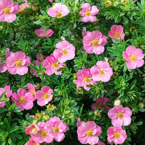 Cserjés pimpó - Potentilla fruticosa 'Lovely Pink'®
