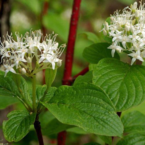 Fehér som - Cornus alba 'Sibirica'