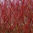 Fehér som - Cornus alba 'Sibirica'