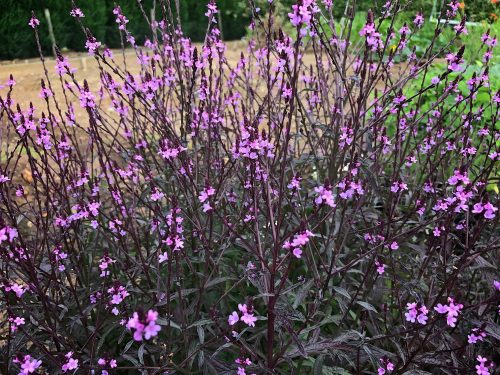 Közönséges vasfű - Verbena officinalis 'Bampton'