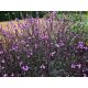 Közönséges vasfű - Verbena officinalis 'Bampton'