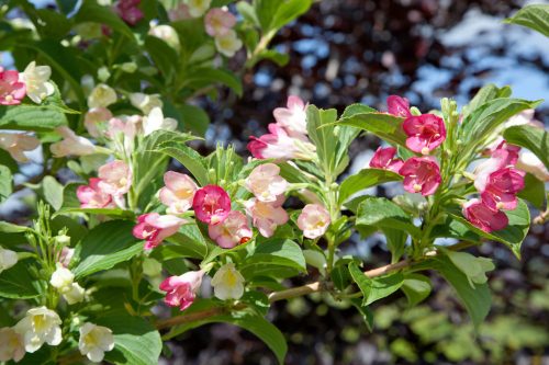 Rózsalonc - Weigela 'Marjorie'