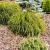 Óriástuja - Thuja plicata 
