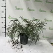 Óriástuja - Thuja plicata 