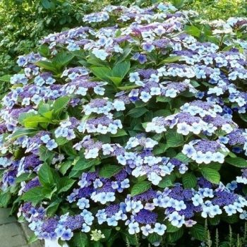   Fűrészeslevelű hortenzia - Hydrangea serrata 'Bluebird'