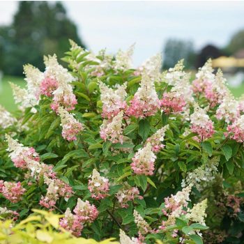   Bugás hortenzia - Hydrangea paniculata 'Pinky Winky'®