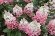 Bugás hortenzia - Hydrangea paniculata 'Pinky Winky'®