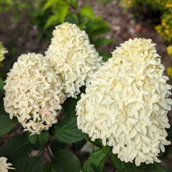   Bugás hortenzia - Hydrangea paniculata 'Skyfall'®