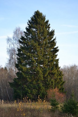 Közönséges luc - Picea abies 