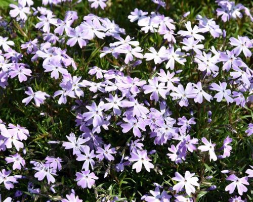 Árlevelű lángvirág - Phlox subulata 'Blue Cushion'