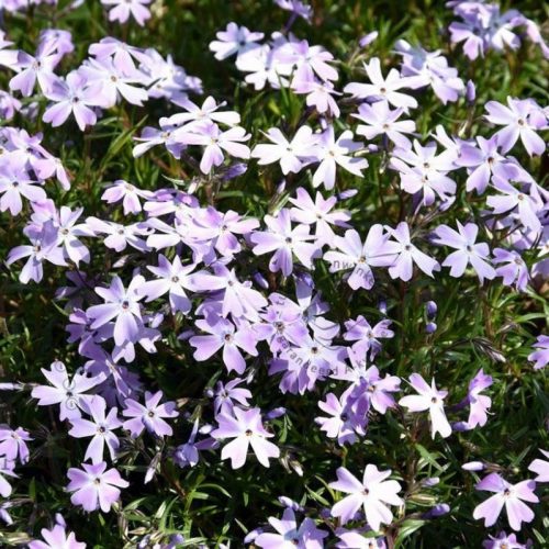 Árlevelű lángvirág - Phlox subulata 'Blue Cushion'