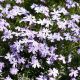 Árlevelű lángvirág - Phlox subulata 'Blue Cushion'