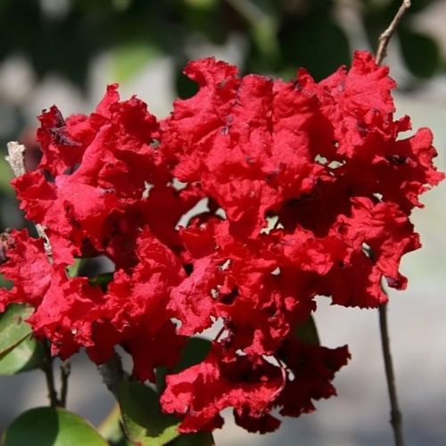 Kínai selyemmirtusz - Lagerstroemia indica 'Dynamite'