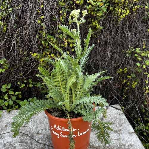 Közönséges cickafark - Achillea millefolium 'Sassy Summer Lemon'