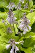 Árnyékliliom - Hosta 'Sum and Substance'