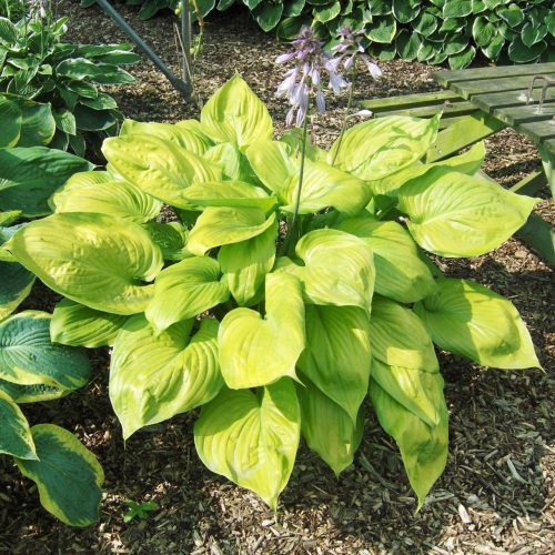 Árnyékliliom - Hosta 'Sum and Substance'