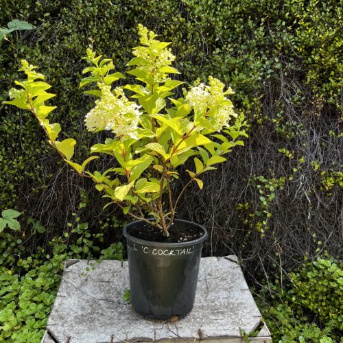 Bugás hortenzia - Hydrangea panicluata 'Living Colorful Cocktail'