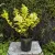 Bugás hortenzia - Hydrangea panicluata 'Living Colorful Cocktail'