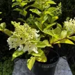 Bugás hortenzia - Hydrangea panicluata 'Living Colorful Cocktail'