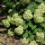 Cserjés hortenzia - Hydrangea arborescens 'Grandiflora'