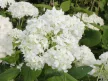 Cserjés hortenzia - Hydrangea arborescens 'Grandiflora'