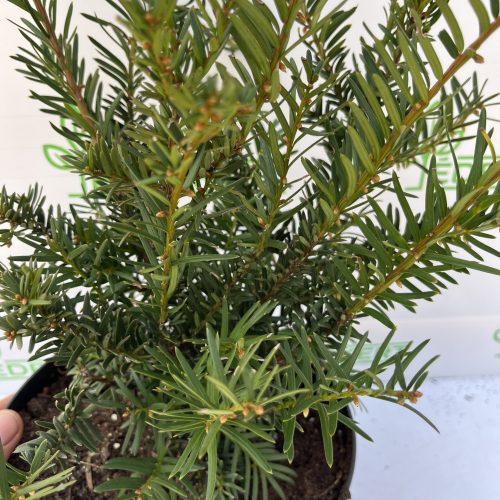 Közönséges tiszafa - Taxus baccata