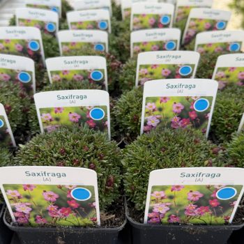   Saxifraga x arendsii 'Pixi Pan Appleblossom' CS9 - Mohalevelű kőtörőfű